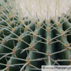 Echinocactus grusonii.jpg