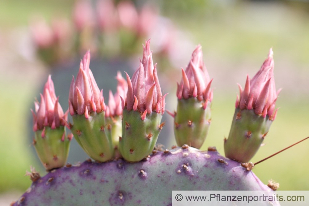 Opuntia erinacea Feigenkaktus Prickly Pear 2.jpg