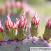 Opuntia erinacea Feigenkaktus Prickly Pear 2.jpg