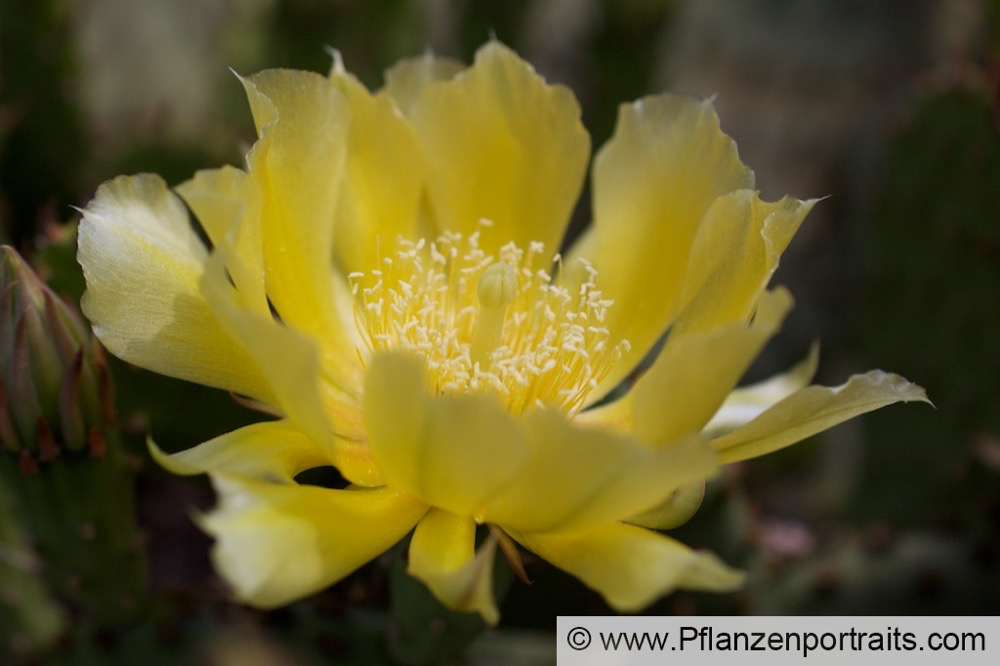 Opuntia humifusa Gemeiner Feigenkaktus Eastern Prickly Pear.jpg