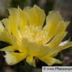 Opuntia humifusa Gemeiner Feigenkaktus Eastern Prickly Pear.jpg