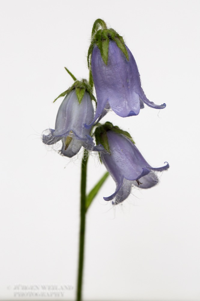 Campanula barbarta Baertige Glockenblume Bearded Bellflower.jpg