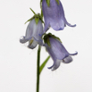 Campanula barbarta Baertige Glockenblume Bearded Bellflower.jpg