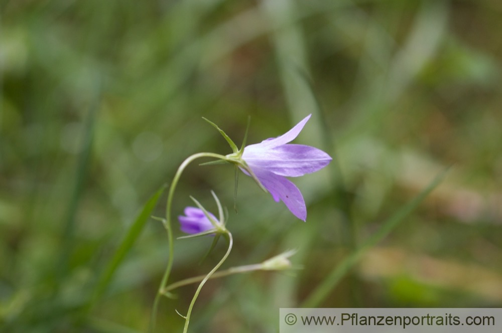 Campanula patula Wiesenglockenblume Spreading Bellflower 1.jpg