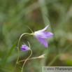 Campanula patula Wiesenglockenblume Spreading Bellflower 1.jpg