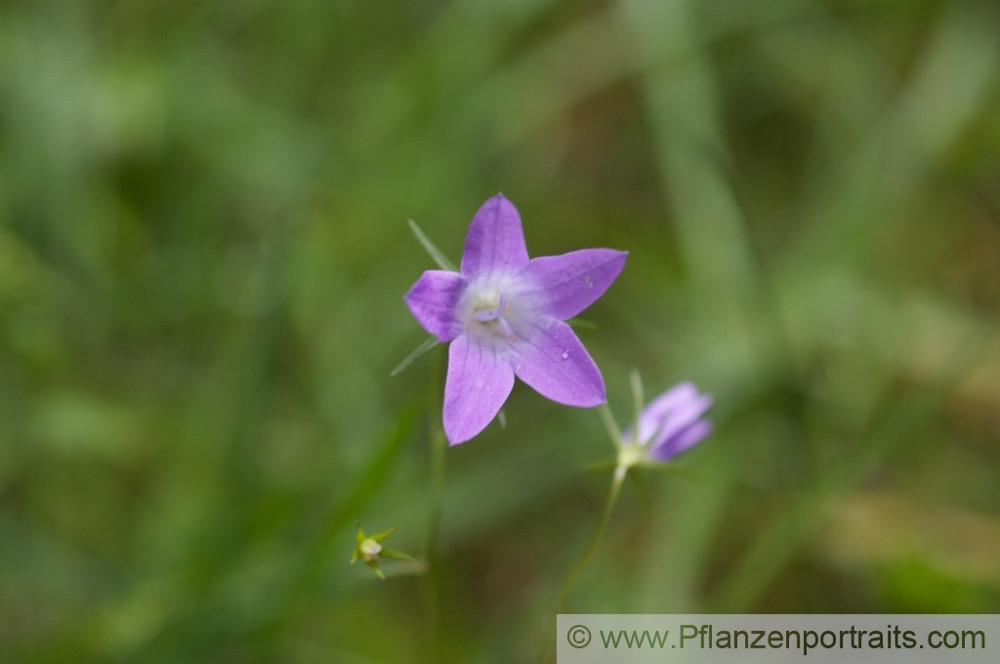 Campanula patula Wiesenglockenblume Spreading Bellflower.jpg