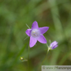 Campanula patula Wiesenglockenblume Spreading Bellflower.jpg