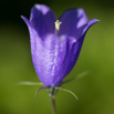 Campanula scheuchzeri.jpg