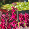 Lobelia cardinalis Kardinals Lobelie Cardinal Flower1.jpg