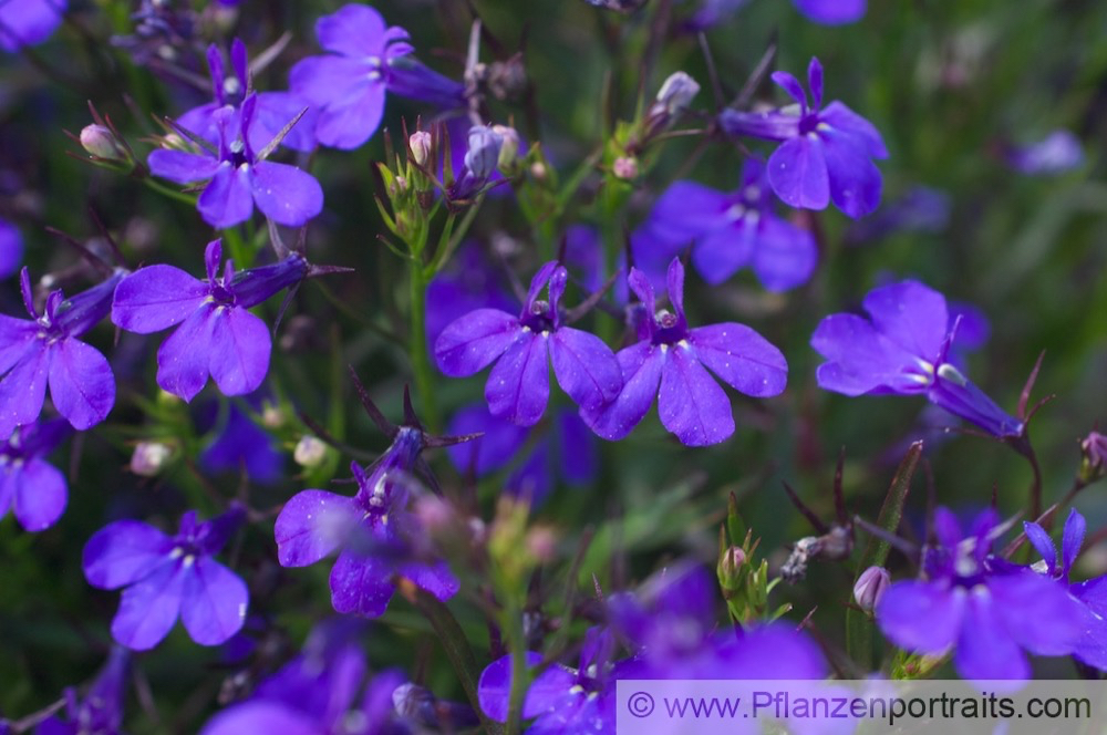 Lobelia erinus Maennertreu Lobelie Edging Lobelia Trailing Lobelia.jpg