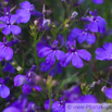 Lobelia erinus Maennertreu Lobelie Edging Lobelia Trailing Lobelia.jpg