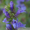 Lobelia siphilitica Blaue Kardinals-Lobelie Great Lobelia 1.jpg