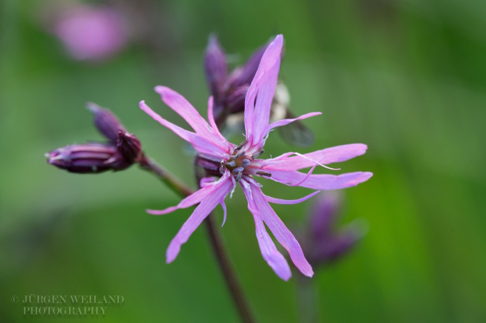 Lychnis flos-cuculi Kuckucks-Lichtnelke.jpg