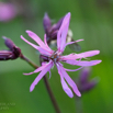 Lychnis flos-cuculi Kuckucks-Lichtnelke.jpg