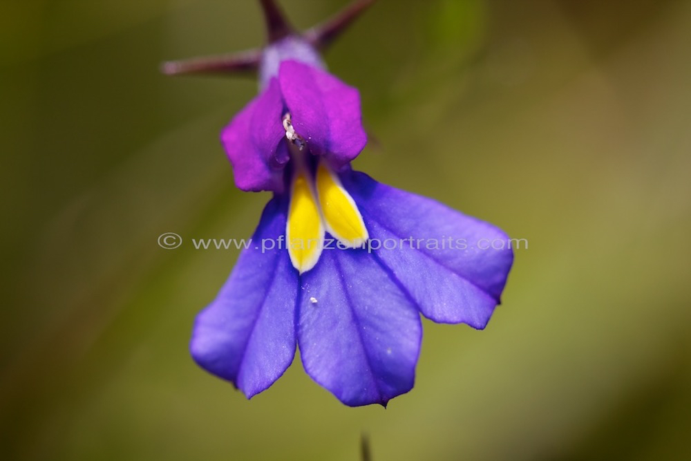 Monopsis decipiens Butterfly lobelia.jpg