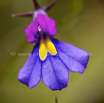 Monopsis decipiens Butterfly lobelia.jpg