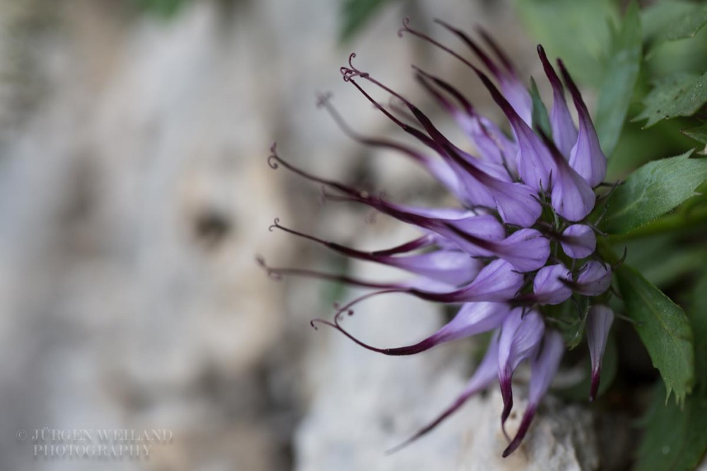 Physoplexis comosa Schopfteufelskralle Tufted horned rampion.jpg