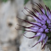 Physoplexis comosa Schopfteufelskralle Tufted horned rampion.jpg