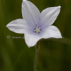 Wahlenbergia appressifolia moopetsane.jpg