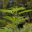 Cannabis sativa subsp indica Indischer Hanf Marijuana 3.jpg