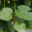 Humulus lupulus Gemeiner Hopfen Common Hop 1.jpg