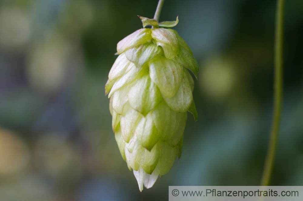 Humulus lupulus Gemeiner Hopfen Common Hop 2.jpg