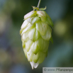 Humulus lupulus Gemeiner Hopfen Common Hop 2.jpg