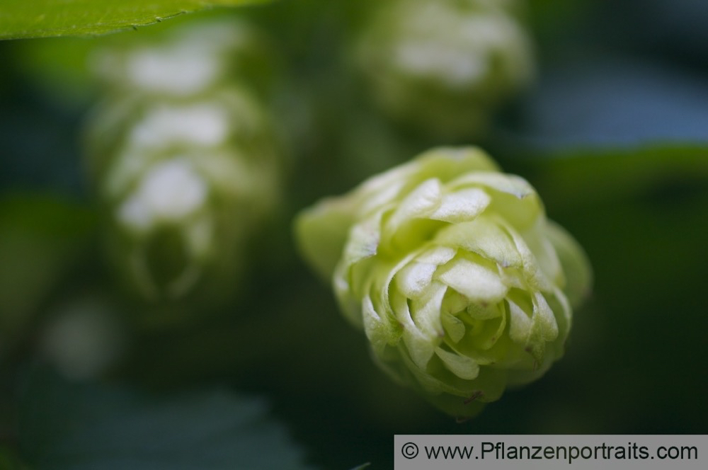 Humulus lupulus Gemeiner Hopfen Common Hop 3.jpg