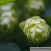 Humulus lupulus Gemeiner Hopfen Common Hop 3.jpg