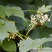 Humulus lupulus Gemeiner Hopfen Common Hop 4.jpg