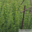 Humulus lupulus Gemeiner Hopfen Common Hop 5.jpg