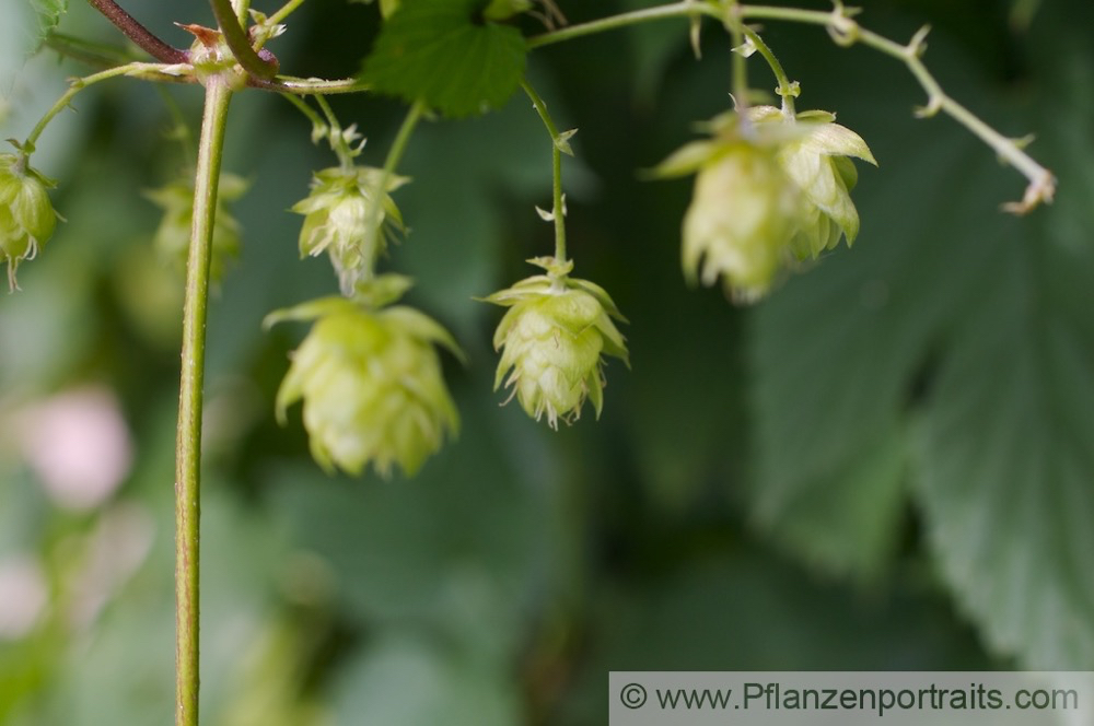 Humulus lupulus Gemeiner Hopfen Common Hop.jpg