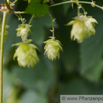 Humulus lupulus Gemeiner Hopfen Common Hop.jpg