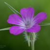 Agrostemma githago Kornrade Common Corncockle.jpg