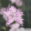 Dianthus caryophyllus Gartennelke Clove Pink 2.jpg