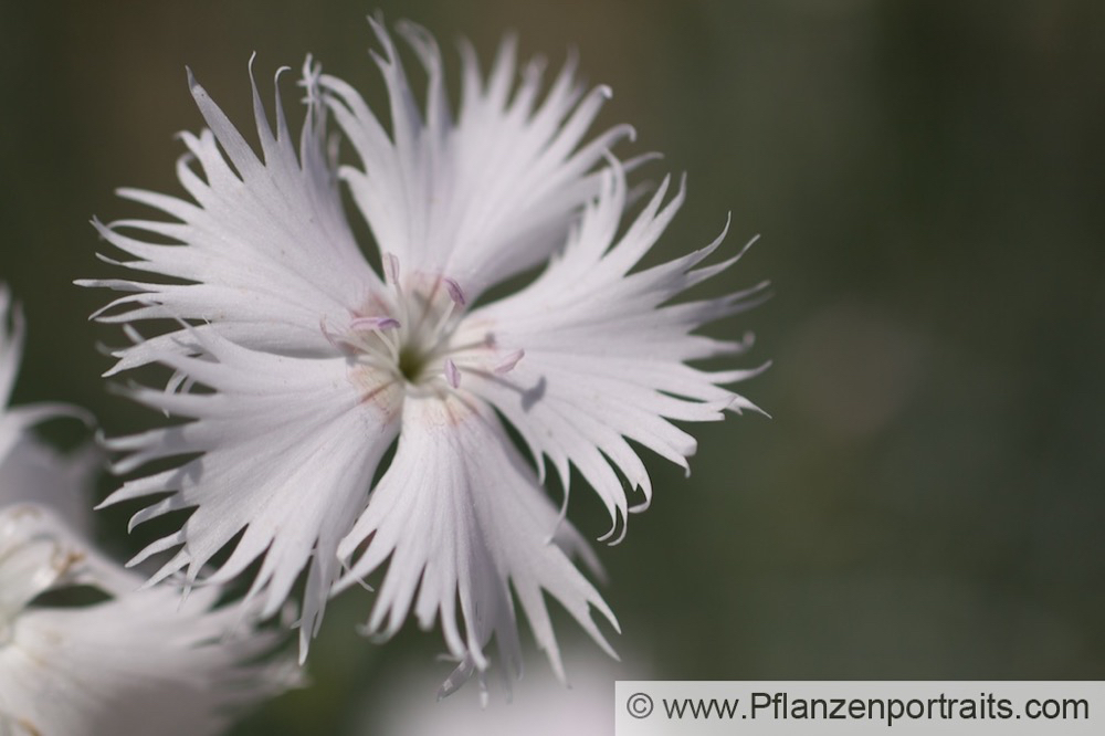 Dianthus knappi Gelbe Nelke Yellow Glove.jpg