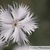 Dianthus knappi Gelbe Nelke Yellow Glove.jpg