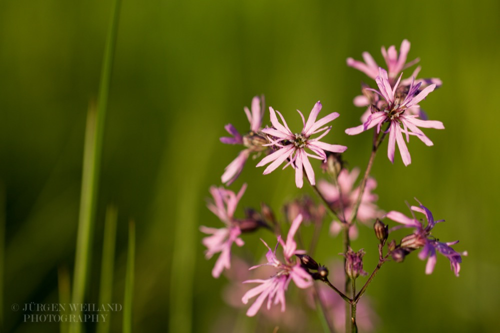 Lychnis flos cuculi Kuckucks Lichtnelke Ragged Robin.jpg