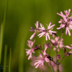 Lychnis flos cuculi Kuckucks Lichtnelke Ragged Robin.jpg