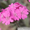 Lychnis flos-jovis Jupiterblume Flower of jove.jpg