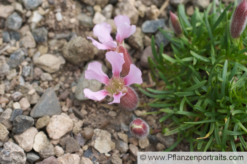 Saponaria pumilio Zwerg-Seifenkraut Dwarf Soapwort 1.jpg