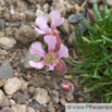 Saponaria pumilio Zwerg-Seifenkraut Dwarf Soapwort 1.jpg