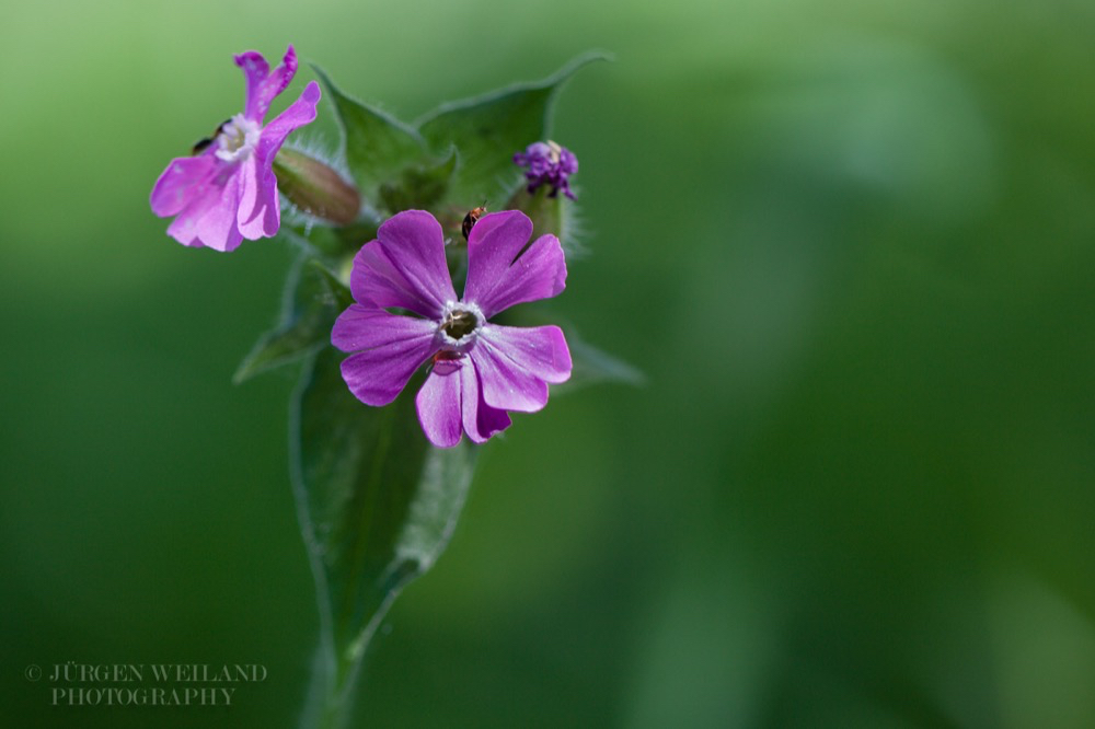 Silene dioica Rote Lichtnelke Red Campion 2.jpg