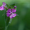 Silene dioica Rote Lichtnelke Red Campion 2.jpg