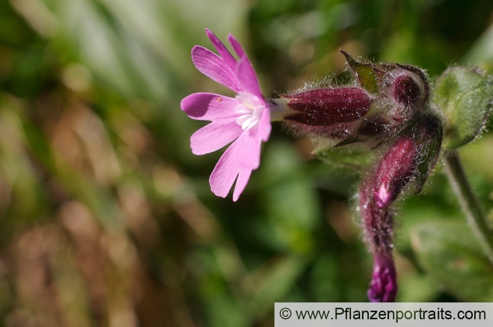 Silene dioica Rote Lichtnelke Red Campion.jpg