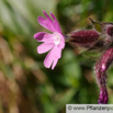 Silene dioica Rote Lichtnelke Red Campion.jpg