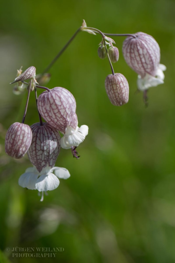 Silene vulgaris Taubenkropf Leimkraut Bladder Campion.jpg