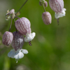 Silene vulgaris Taubenkropf Leimkraut Bladder Campion.jpg