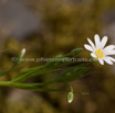 Stellaria holostea Grosse Sternmiere Stitchwort Chickweed.jpg