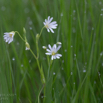 Stellaria holostea Grosse Sternmiere.jpg